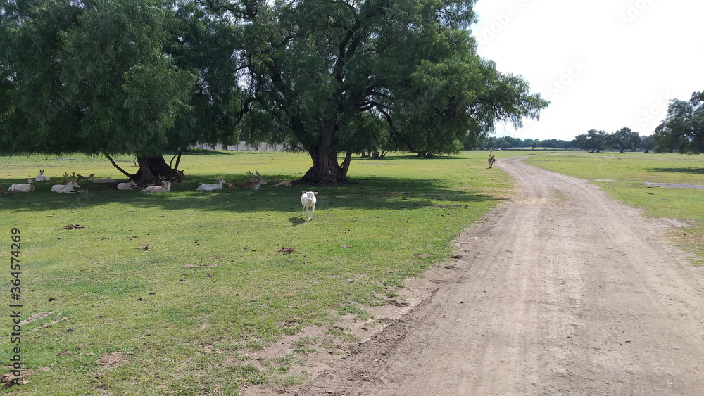 Wild animals, animales silvestres, pradera, campo Wild animals, animales silvestres, pradera, campo