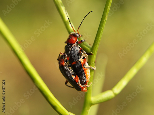 Copulation of beetles of firefighters. Reproduction of insects. Macro with blurry background. Pest control crop. Pollination of plants with flowers. Flora and fauna of the temperate region. Natural