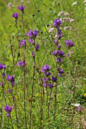 Kn  uel-Glockenblume  Campanula glomerata .