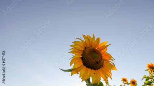 sunflower  large yellow heliotropic flower is cultivated for its edible oils and seeds  name derives from the shape of its inflorescence  rotates the stem always positioning its flower towards the sun