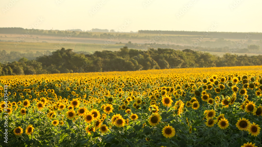 Obraz premium The sunflower plantation, a large yellow flower is cultivated for its edible oils and fruits, the name derives from the shape of its inflorescence, the heliotropic rotates the stem towards the sun