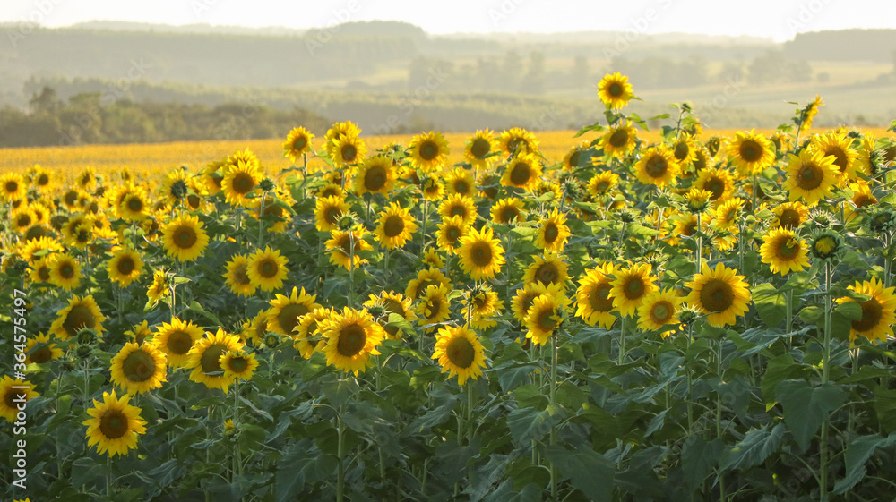 Obraz premium Planting or cultivation of sunflower, plant with the particularity of being heliotropic, rotates the stem always positioning its flower towards the sun