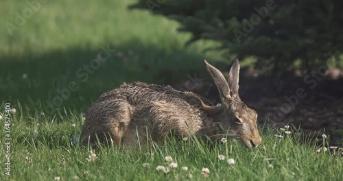 wild hare lepus europaeus feeding on fresh grass