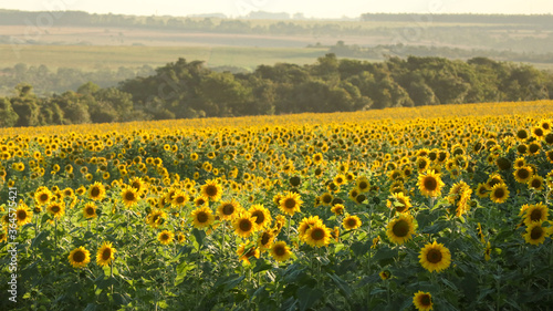 Planting or cultivation of sunflower, plant with the particularity of being heliotropic, rotates the stem always positioning its flower towards the sun