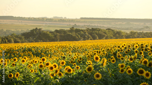 The sunflower plantation, a large yellow flower is cultivated for its edible oils and fruits, the name derives from the shape of its inflorescence, the heliotropic rotates the stem towards the sun
