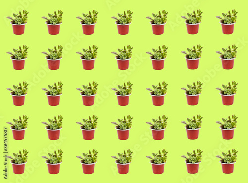 Succulent plant in a recycled coffee capsule over white background. Pattern of plants, various sizes, flat lay.