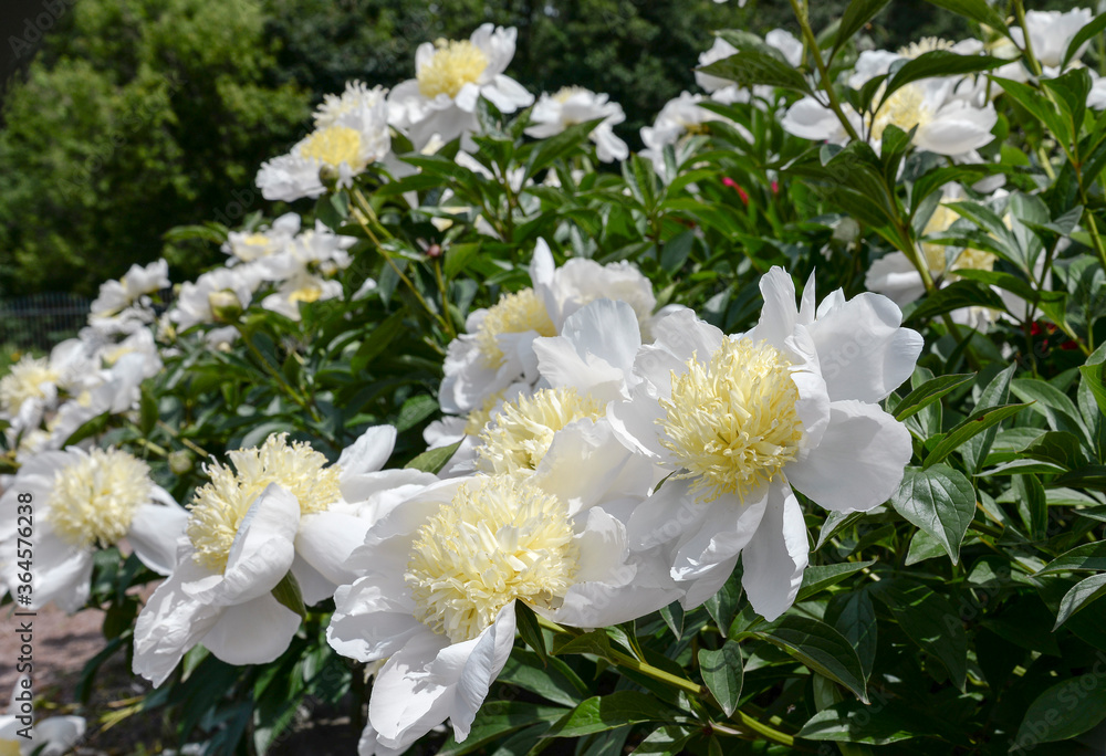 Fototapeta premium White peony flowers in garden