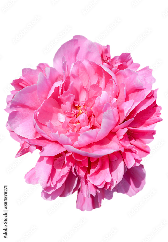 pink peony flower isolated on white