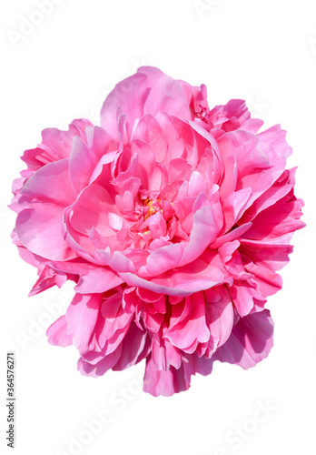 pink peony flower isolated on white