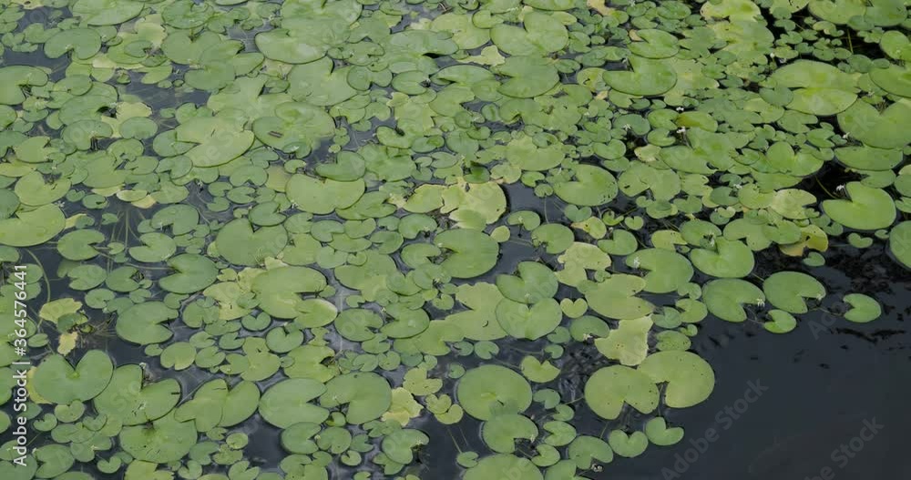 Green waterlily leave on water pond Green waterlily leave on water pond