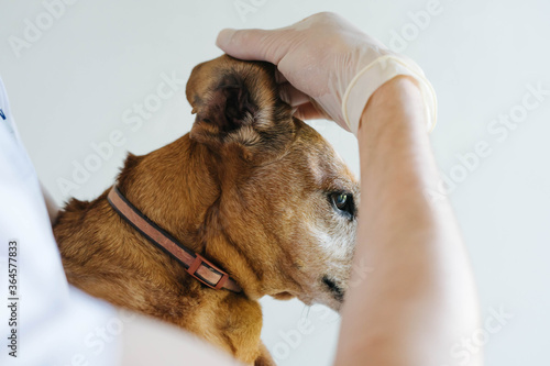 The dog veterinarian examines the ears.