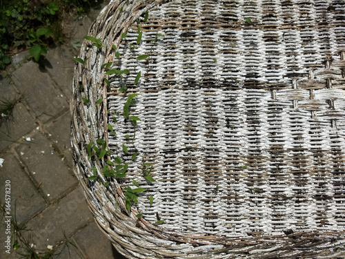 Worn, flaking painted white wicker table edge, with green leaves sprouting from between the reeds. 