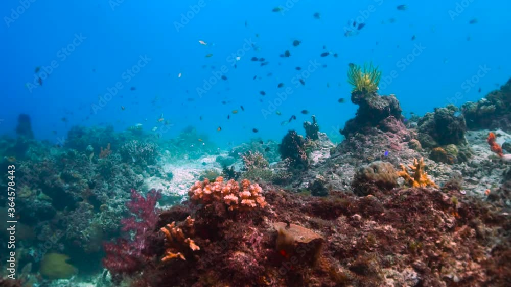 Coral reef teeming with tropical fish in shallows, medium shot, slow motion Coral reef teeming with tropical fish in shallows, medium shot, slow motion