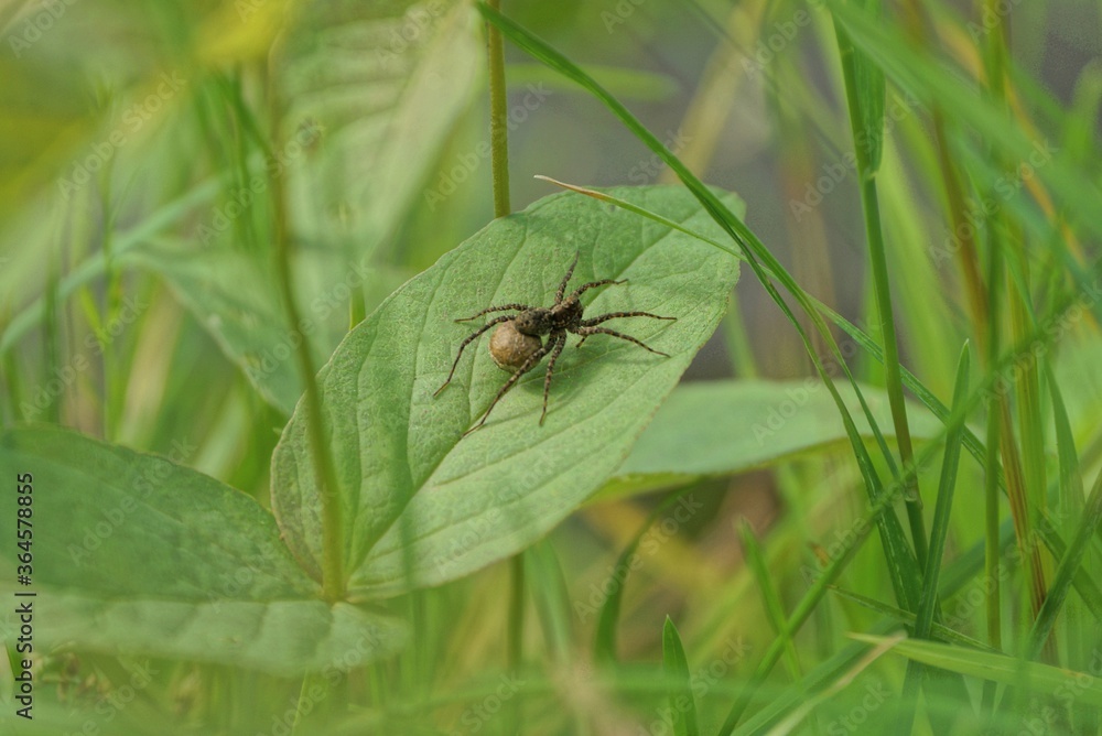one gray spider sits on a green leaf among the grass in nature one gray spider sits on a green leaf among the grass in nature