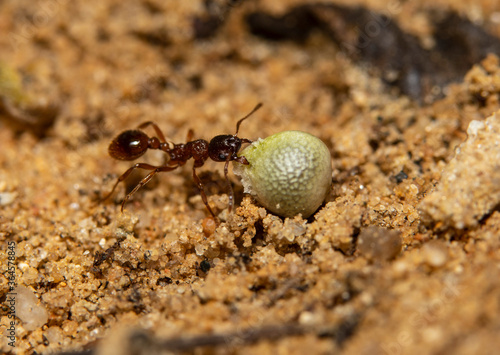 Two red ants helping each other carry a grain