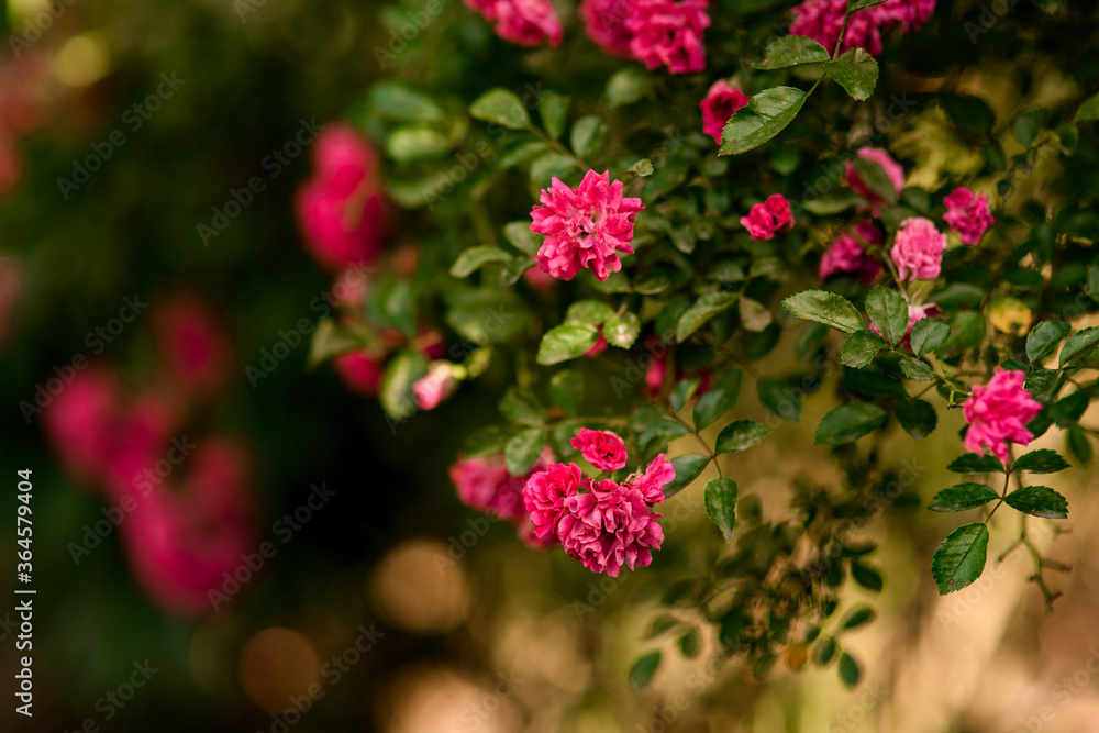 flowering branch of plant with green leaves and bright pink flowers