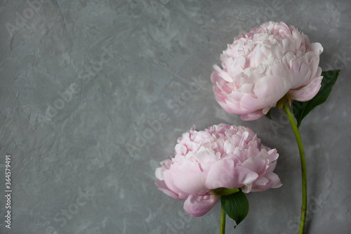 Two pink peonies on a gray stucco background, space for text, blur.