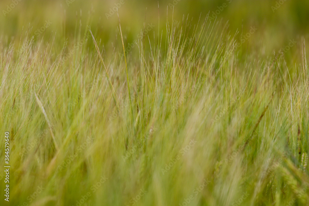 green grass background green grass background