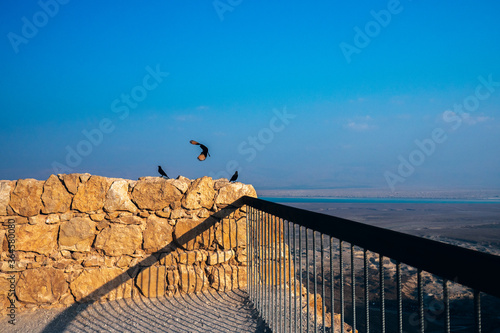Photography Little birds on old rocks, Masada Israel.