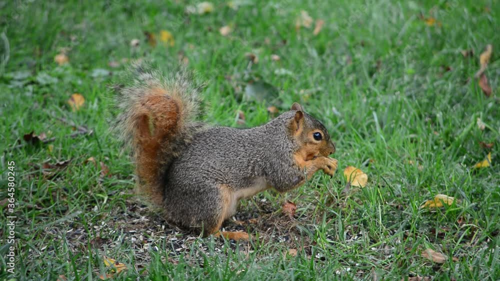 Squirrels Chowing Down Squirrels Chowing Down