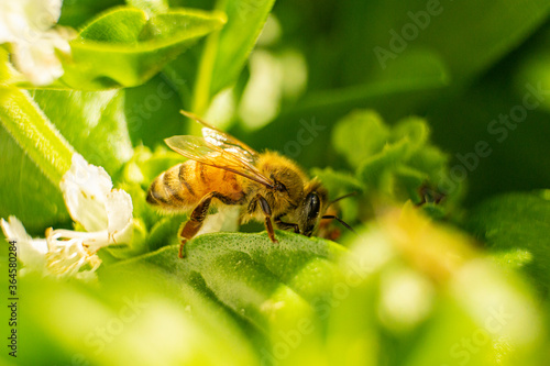 bee on a flower
