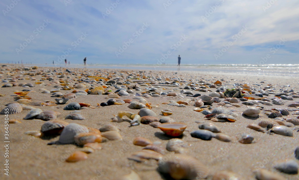 Muscheln am Strand