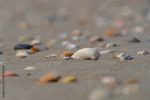 Muscheln am Strand