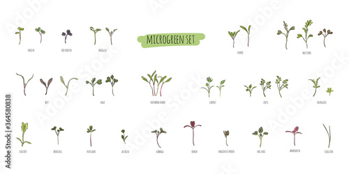 Big vector set of microgreens. Herbs - carrots, chicory, purslane, radishes, beets, shungiku, cabbage, kale, alfalfa, scallion, pac choi, broccoli, mustard, gress salad on white background.