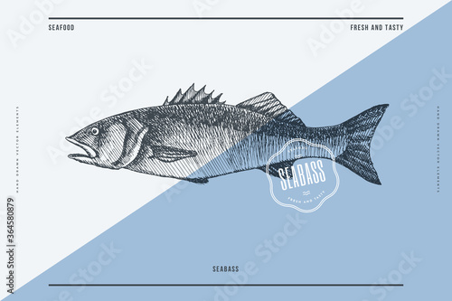 Hand-drawn seabass vector illustration. Sea fish in engraving style on a light background. Design element for fish restaurant, market, store, flyer, packaging, label, menu.