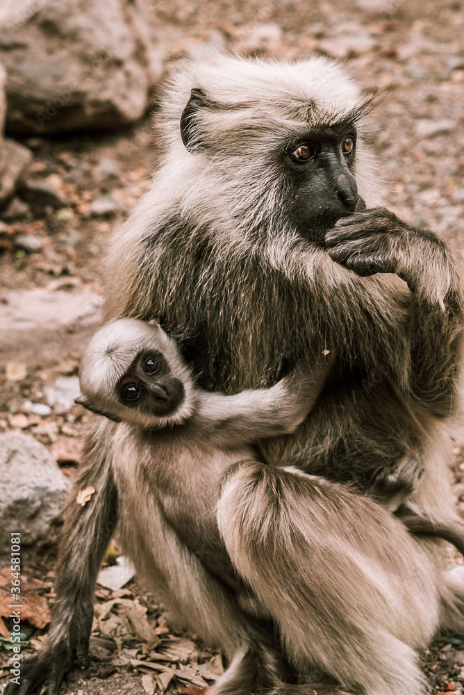Obraz premium big gray monkey holds his little baby in the park 2