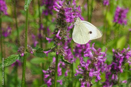 Photography A southern small white butterfly pollinating a purple betony flower
