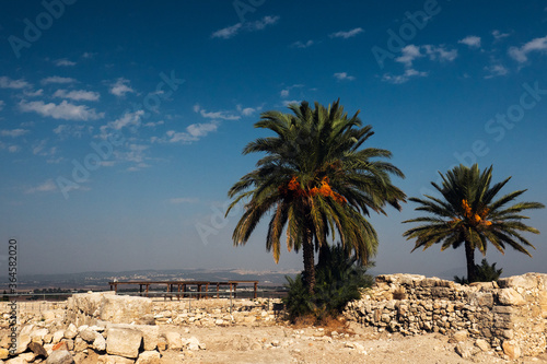 Fat palm trees, ancient city of Megiddo Israel.