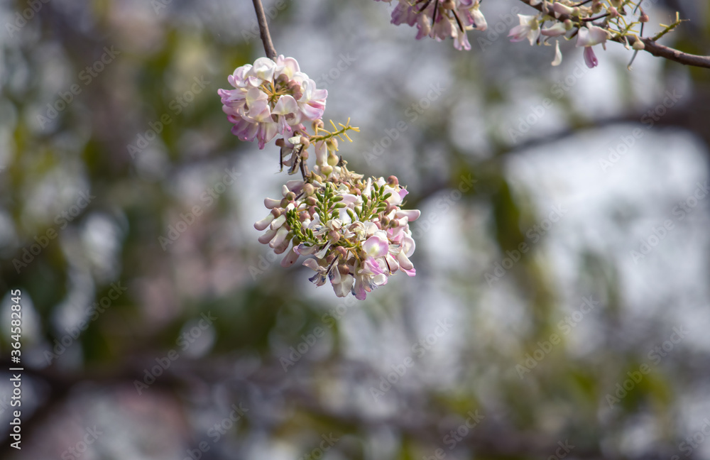 Quick Stick Flowers or Gliricidia Sepium Flowers with Selective Focus, Perfect for Wallpaper Quick Stick Flowers or Gliricidia Sepium Flowers with Selective Focus, Perfect for Wallpaper