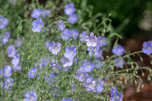 Linum usitatissimum linseed flowering ornamental garden plant  group of beautiful blue common flax flowers in bloom