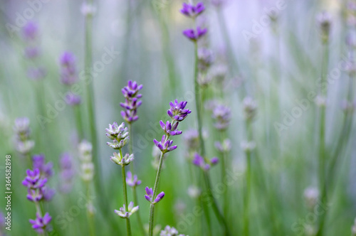 Lavandula angustifolia bunch of flowers in bloom, purple scented flowering plant