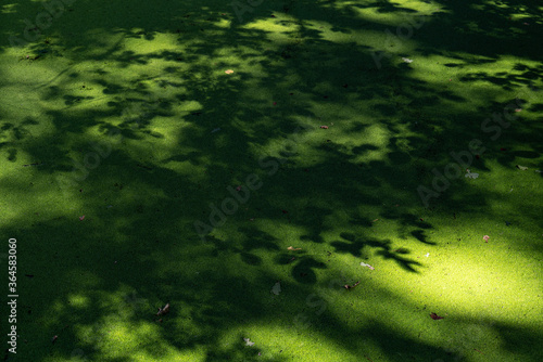 Schatten von Bl  ttern auf gr  ner Wasseroberfl  che