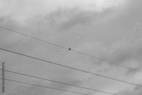 Lonely bird. Artistic look in black and white. Birdy sitting on high-voltage wires.