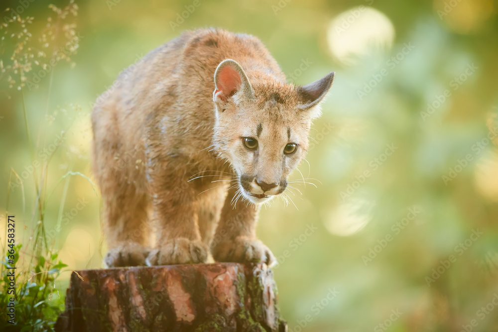 Fototapeta premium Cute American cougar cub in beautiful morning light. Photo of a playing cub. Portrait baby cougar, mountain lion or puma.