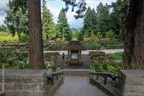 Portland international rose garden photo