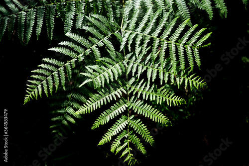 Wurmfarn, Dryopteris filix-mas