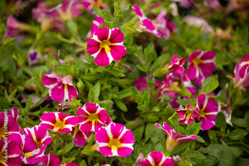 Pink and White Flowers