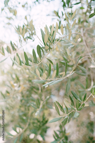 Close-up of the olive leaf on the branches of the tree.
