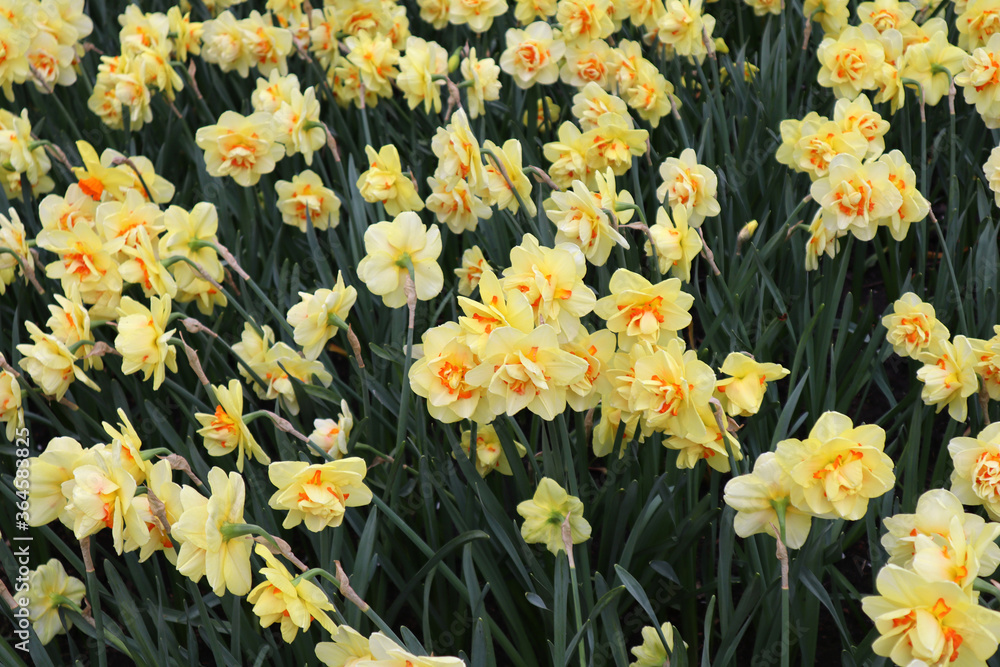 Beautiful light yellow with an orange center, terry daffodils with delicate petals in the Keukenhof flower park, Netherlands