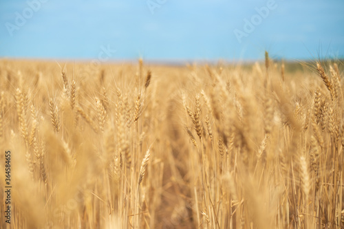 ripe wheat ready for harvesting  fields with grain