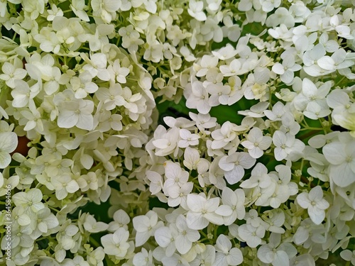 hydrangea branch white top view. Selective focus © J_Koneva