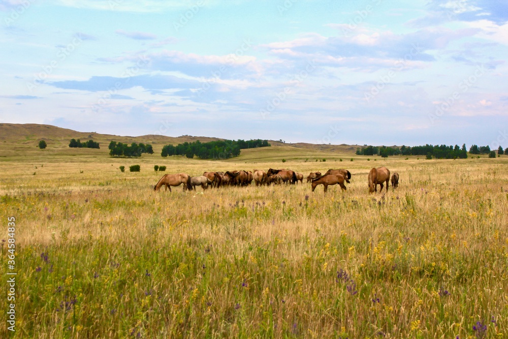 Beautiful summer landscape. Panoramic view on the mountains of forests and fields. The herd of horses. Beautiful sky. Beautiful summer landscape. Panoramic view on the mountains of forests and fields. The herd of horses. Beautiful sky.