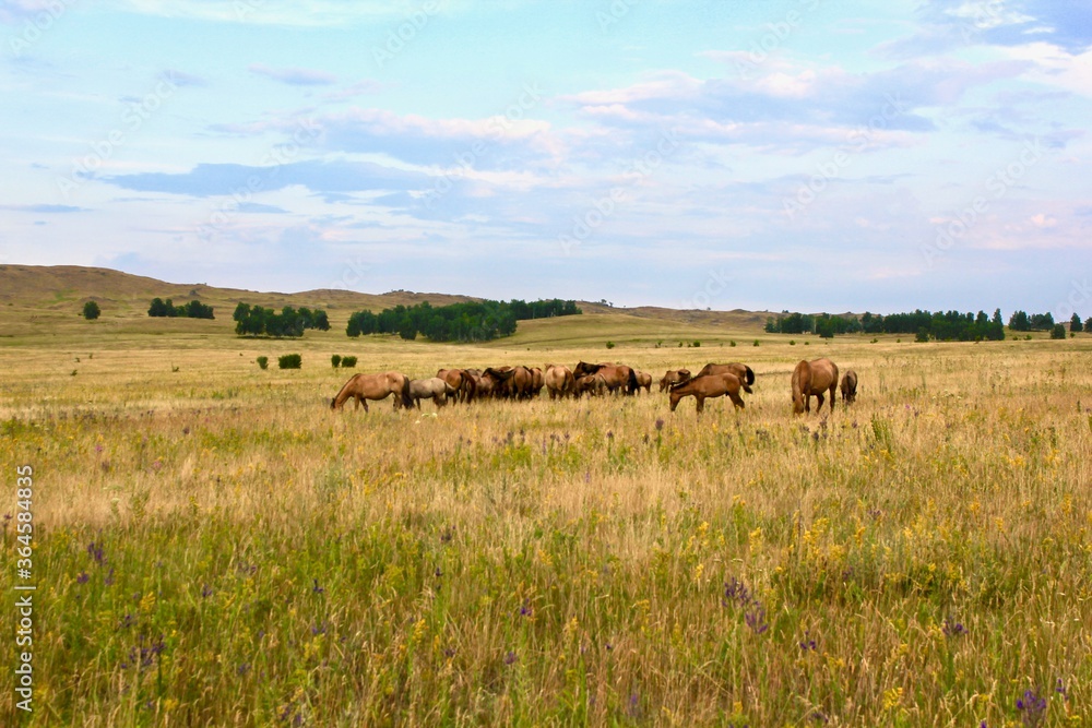 Beautiful summer landscape. Panoramic view on the mountains of forests and fields. The herd of horses. Beautiful sky.