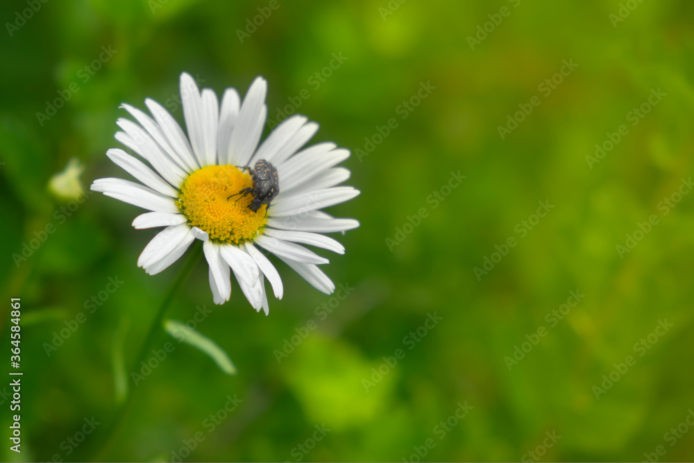 The small bug sitting at chamomile flower The small bug sitting at chamomile flower