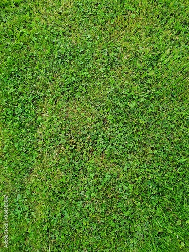 background of green lawn grass and clover. soothing green