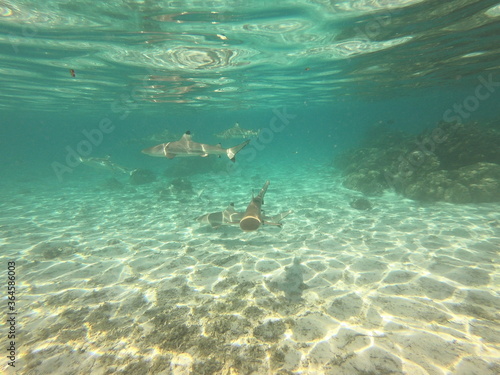 Requins pointes noires dans le lagon de Taha'a, Polynésie française